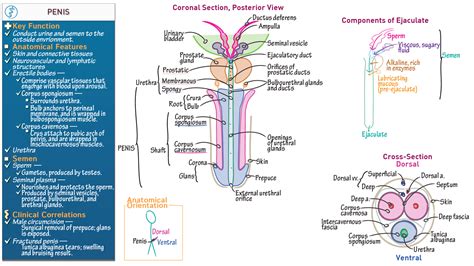 cock photo|Category : Anatomy of the human penis